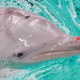 Illustration for article titled Dolphins are among the rare mammals who can see electricity